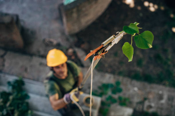 Best Fruit Tree Pruning  in Springdale, PA